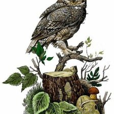 Схема вышивки «№2342322»