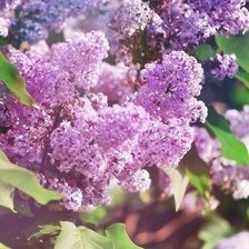 Схема вышивки «Сирень»