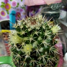 Схема вышивки «Mi favorita»