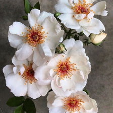 Схема вышивки «Весна»