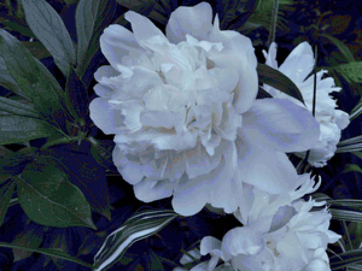 Королевский Пион - пион, растения, цветы - предпросмотр