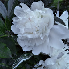 Королевский Пион