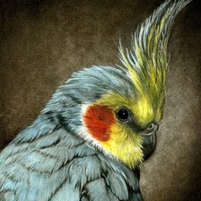 Схема вышивки «Попугай»