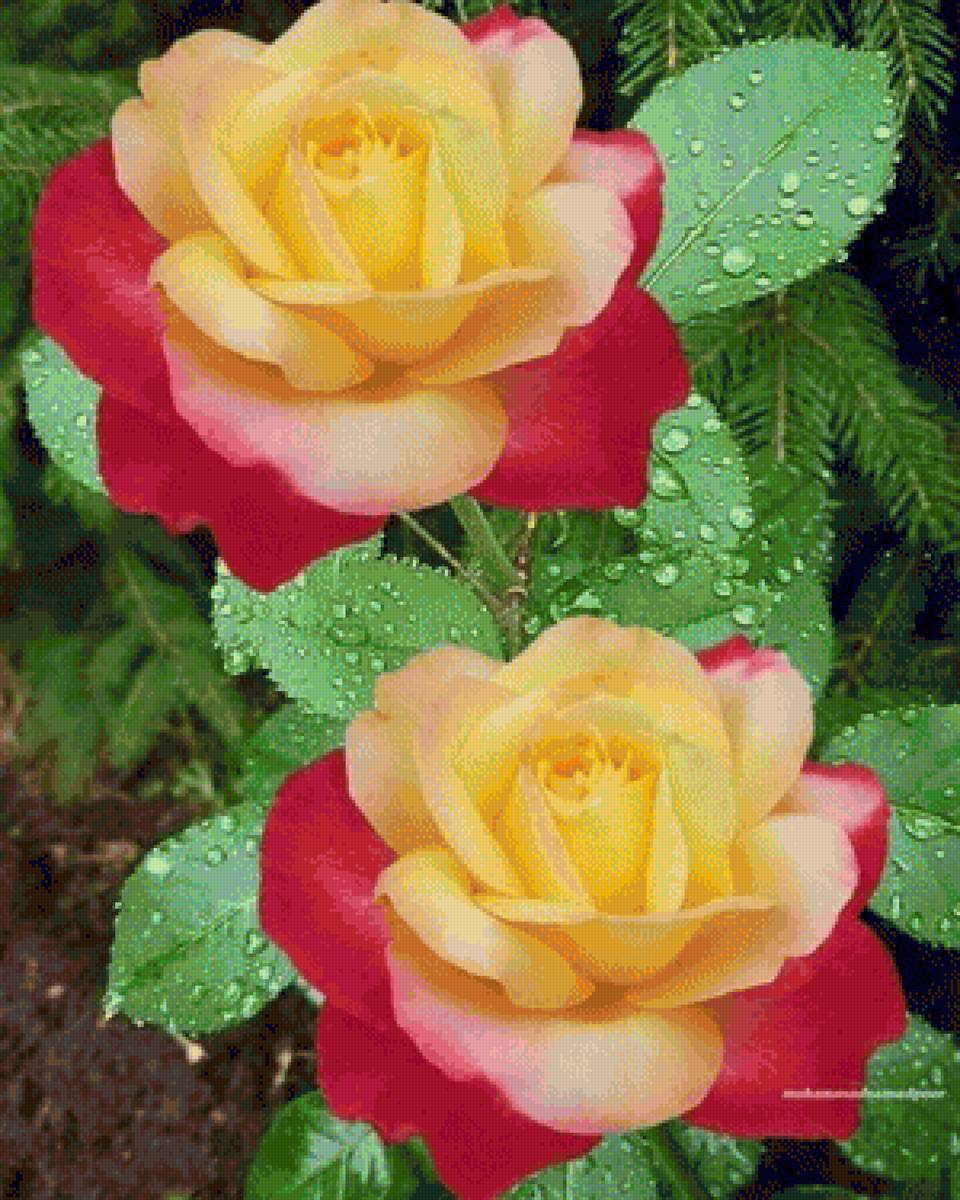 flori - предпросмотр