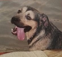 Схема вышивки «rosa»