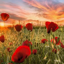 Схема вышивки «Маки»