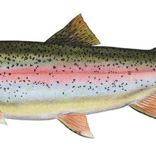 Схема вышивки «Форель ручьева»