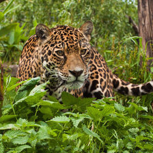 Схема вышивки «№2344978»