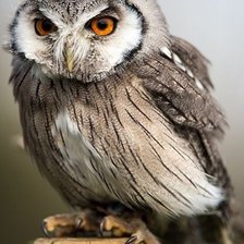 Схема вышивки «№2344982»