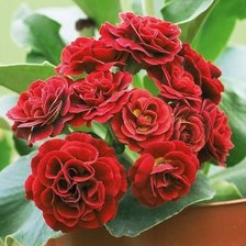 Схема вышивки «№2344989»