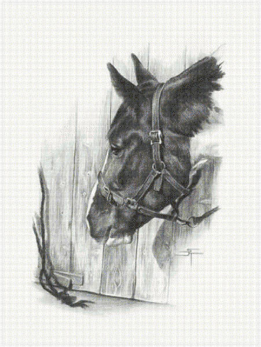 художник Sami Thorpe - художник, животные, лошадь - предпросмотр