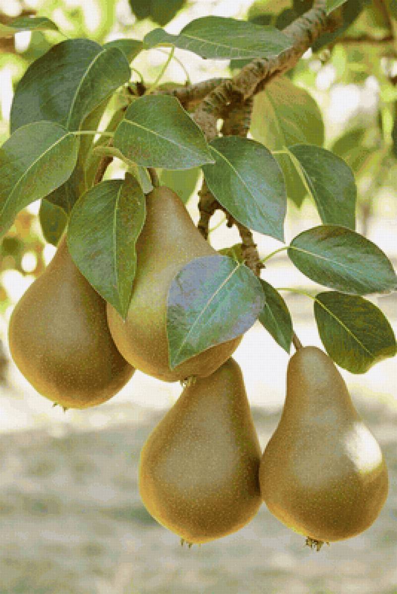 Peras. - frutas. - предпросмотр