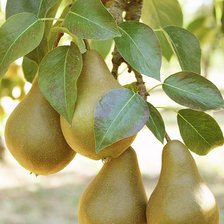 Схема вышивки «Peras.»