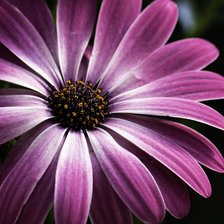 Схема вышивки «margarita color rosa»