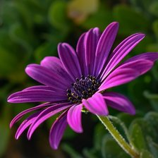 Схема вышивки «margarita color»