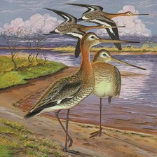 Схема вышивки «Pássaros.»