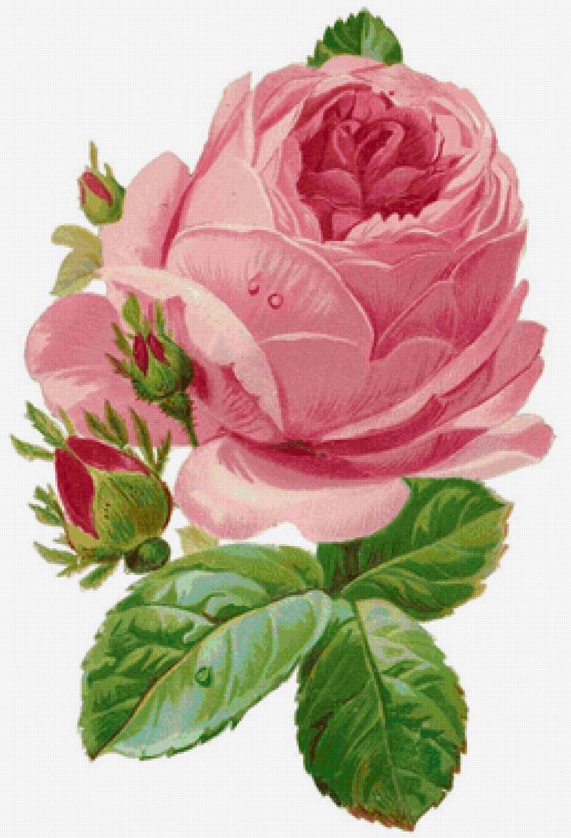 Rosa. - flores.rosas. - предпросмотр