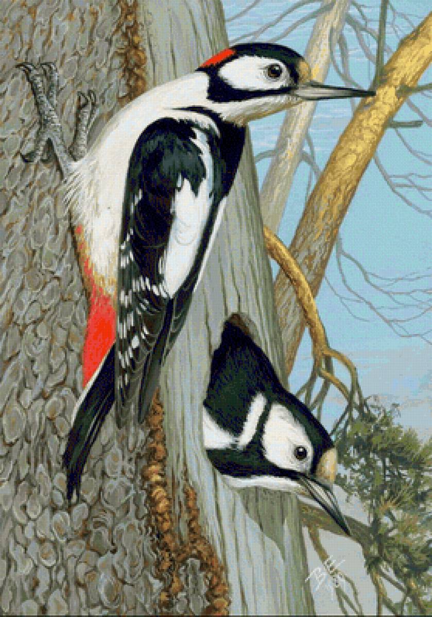 Pássaros. - pássaro. - предпросмотр