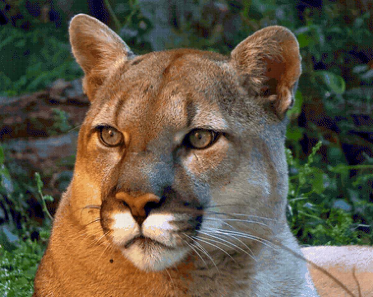 Puma. - animais. - предпросмотр