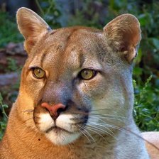 Схема вышивки «Puma.»