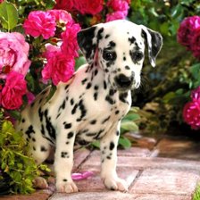 Схема вышивки «Cățeluș»