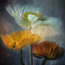 Схема вышивки «Маки»