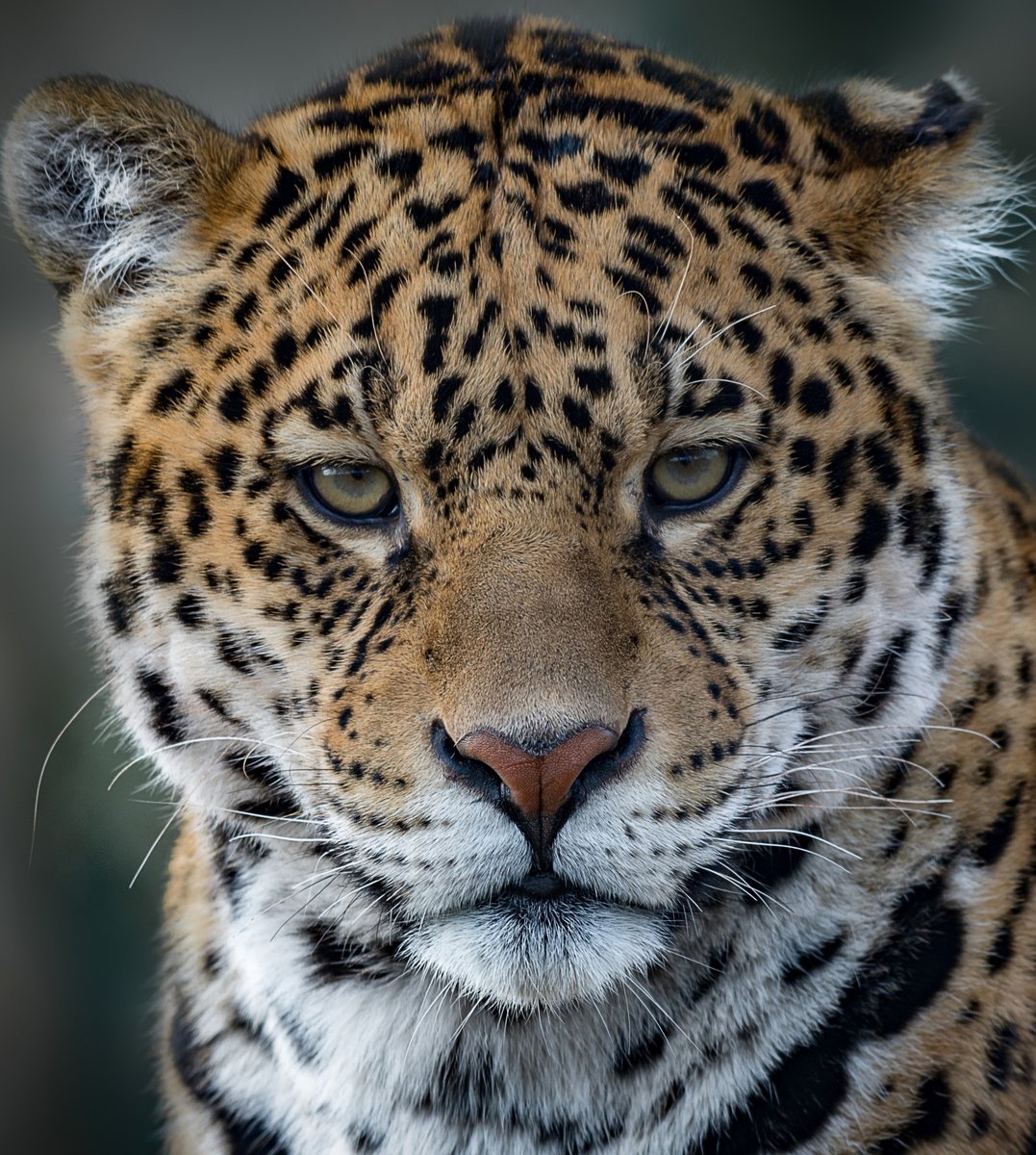 Ягуар - оригинал