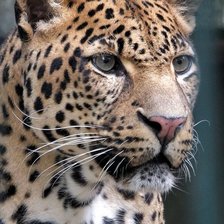 Схема вышивки «Leopardo.»