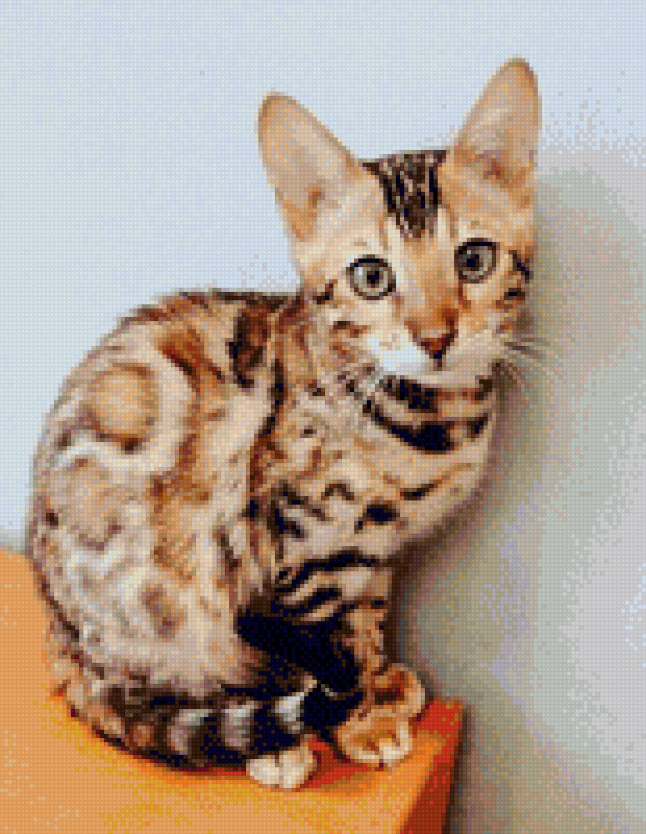 Бенгальский котёнок - котенок, бенгальский, бенгал - предпросмотр