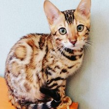 Бенгальский котёнок