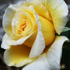 Схема вышивки «Роза»