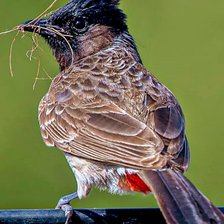 Схема вышивки «Pássaro.»