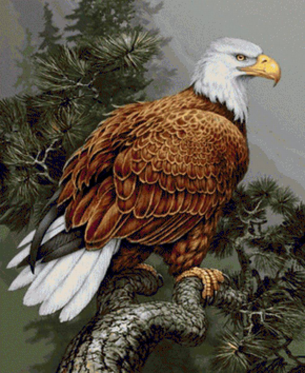 pasari - предпросмотр