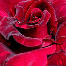 Бархатная роза