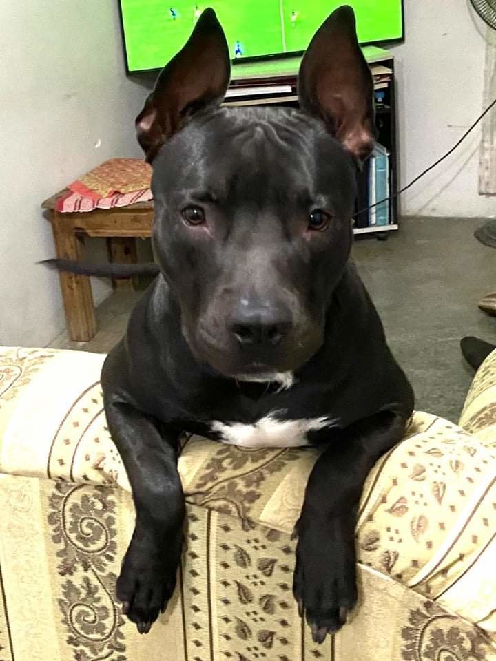 negrito - negro - оригинал