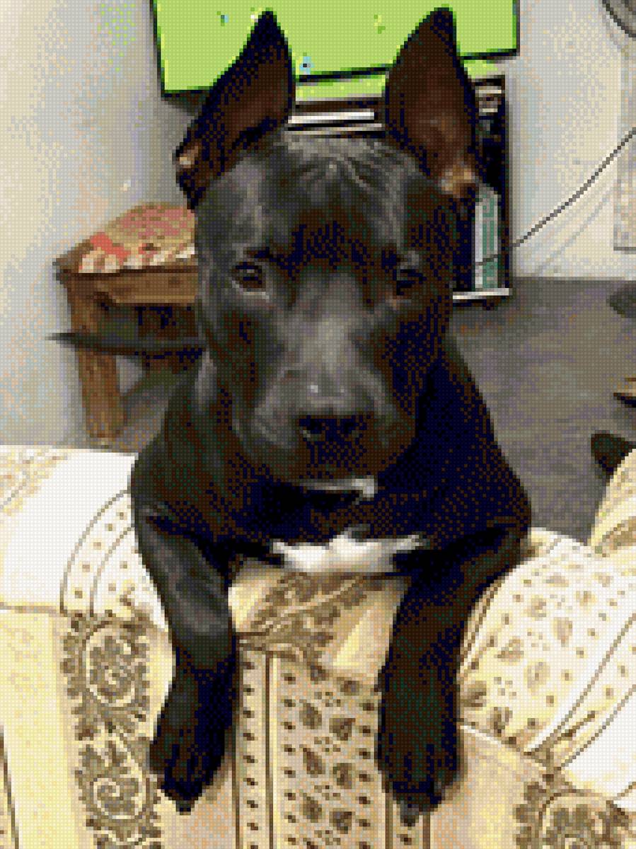 negrito - negro - предпросмотр