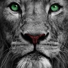 Схема вышивки «Лева»