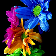 Схема вышивки «Цветы.»