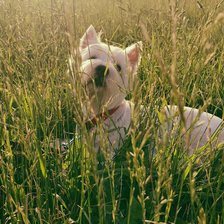 Схема вышивки «Боня»