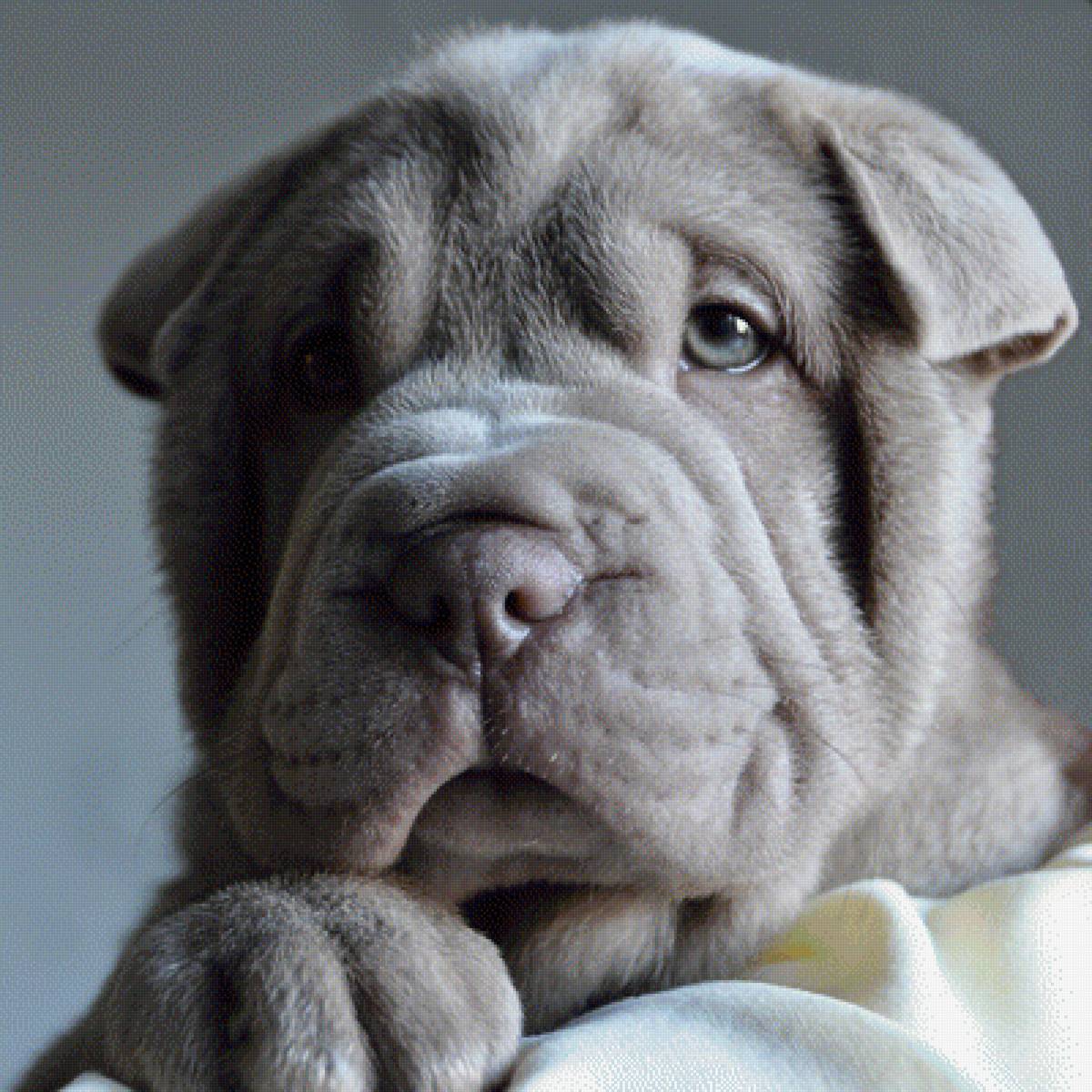 Шарпей - предпросмотр