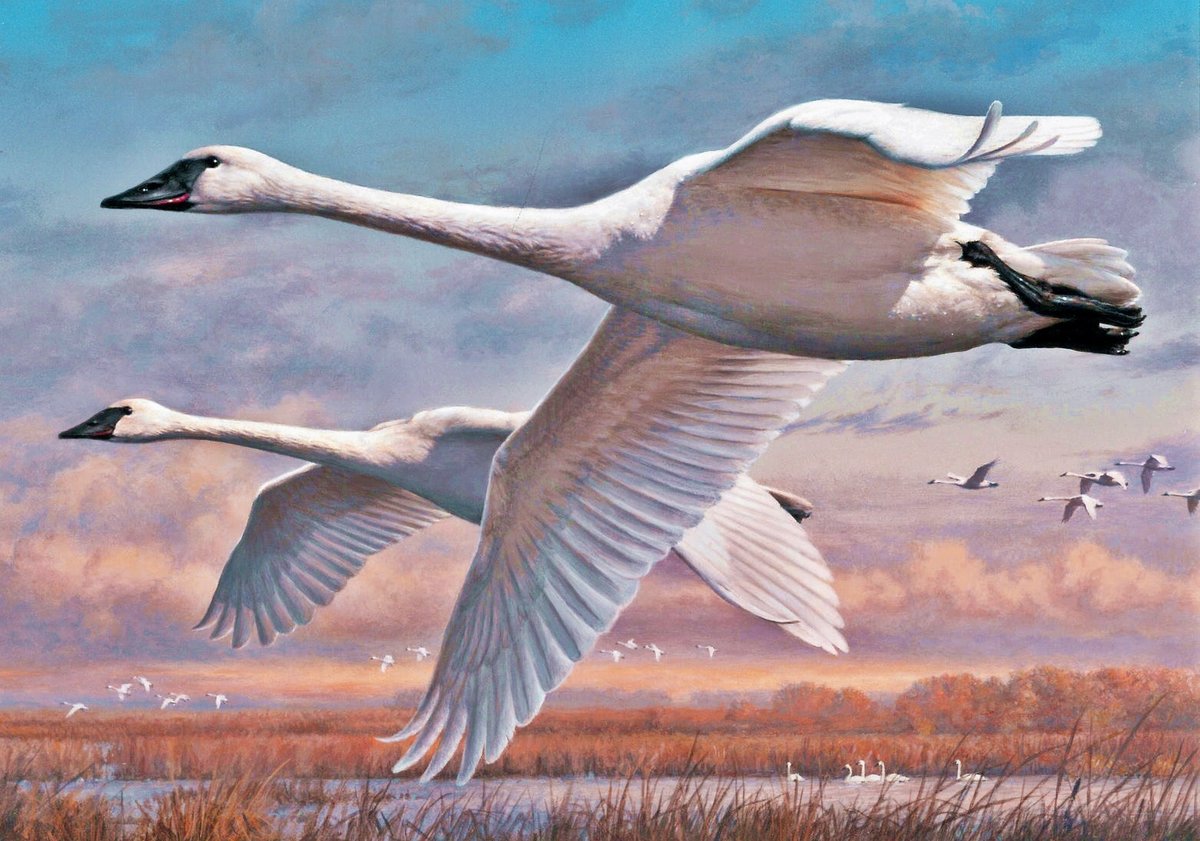 Vou dos patos. - aves. lago. - оригинал