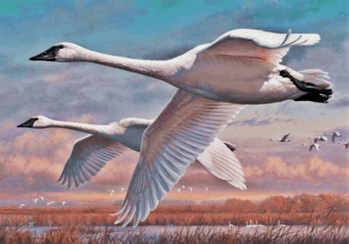 Vou dos patos. - aves. lago. - предпросмотр