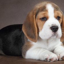 Схема вышивки «Щенок бигля»