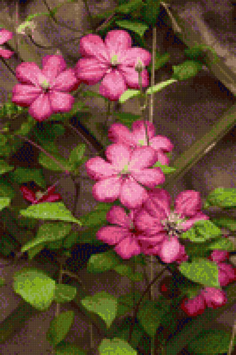 Клематис 1 - цветы, клематис - предпросмотр