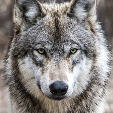 Схема вышивки «Волк»