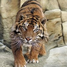 Схема вышивки «Tigre.»