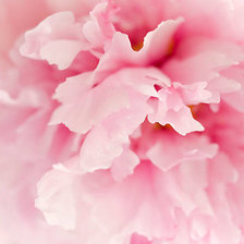 Схема вышивки «Облачко пиона»