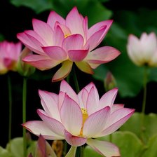 Схема вышивки «Лотосы»