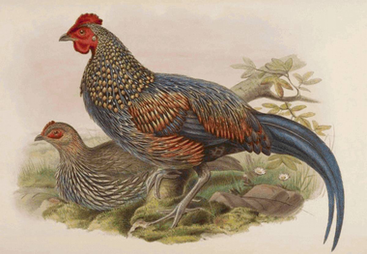 Aves silvestres. - aves.natureza. - предпросмотр