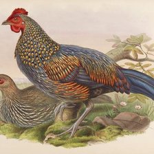 Схема вышивки «Aves silvestres.»